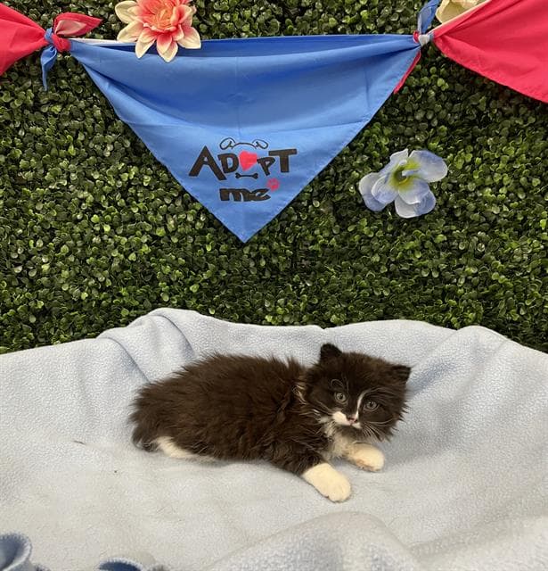 Melanie - Domestic Short Hair