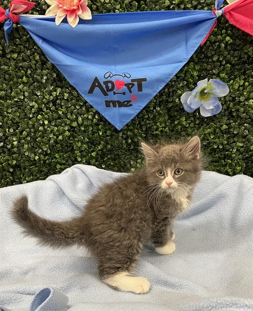 Dust Bunny - Domestic Medium Hair