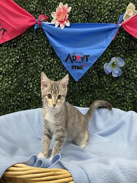 Harlow - Domestic Short Hair