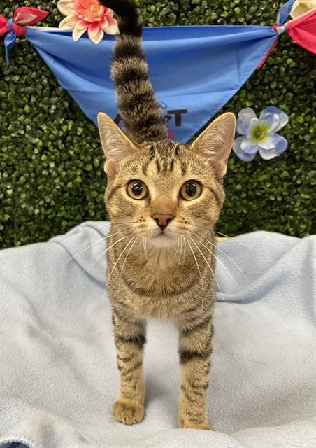 Aero - Domestic Short Hair
