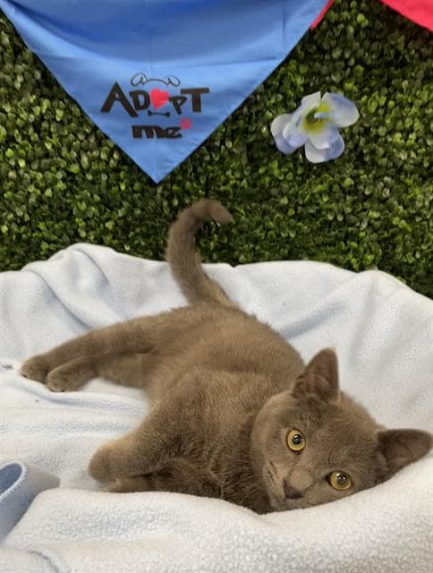 Chris - Domestic Short Hair