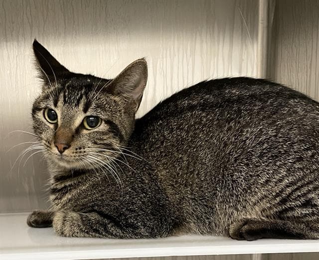 Tinkerbell - Domestic Short Hair