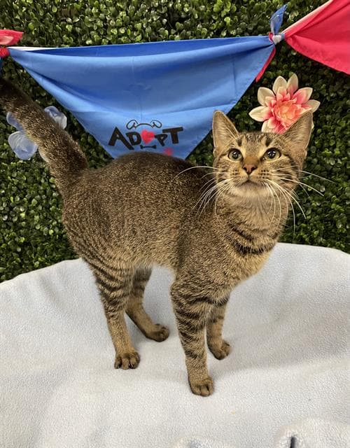 Tinkerbell - Domestic Short Hair