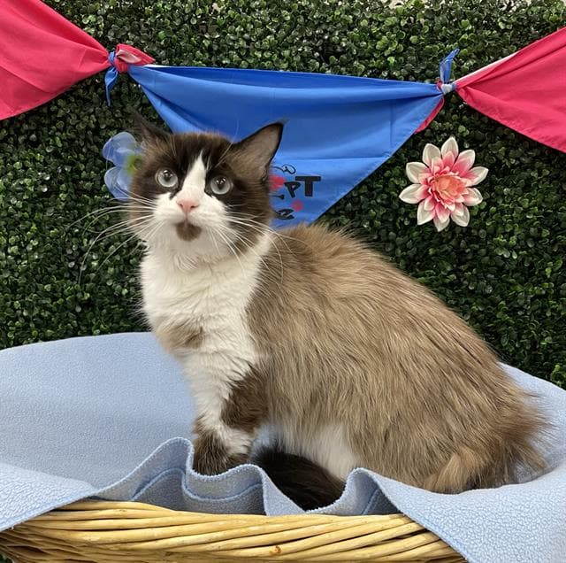 Terence - Domestic Medium Hair