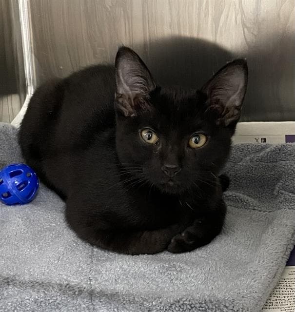 Iridessa - Domestic Short Hair