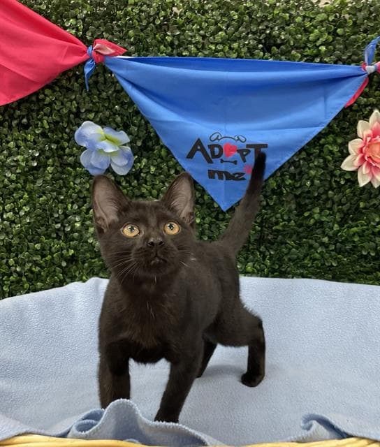 Iridessa - Domestic Short Hair
