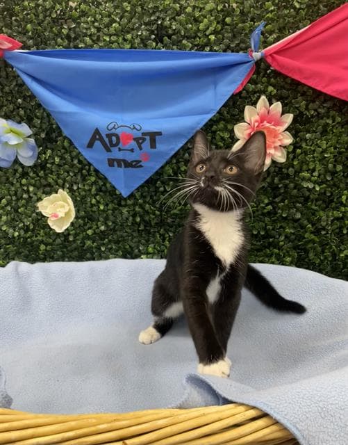 Rosetta - Domestic Short Hair