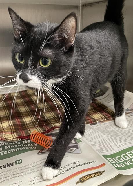 Unknown - Domestic Short Hair