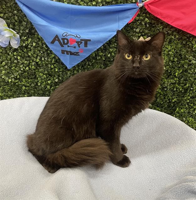 Jax - Domestic Medium Hair