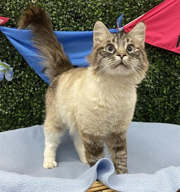 Lancelot - Siamese