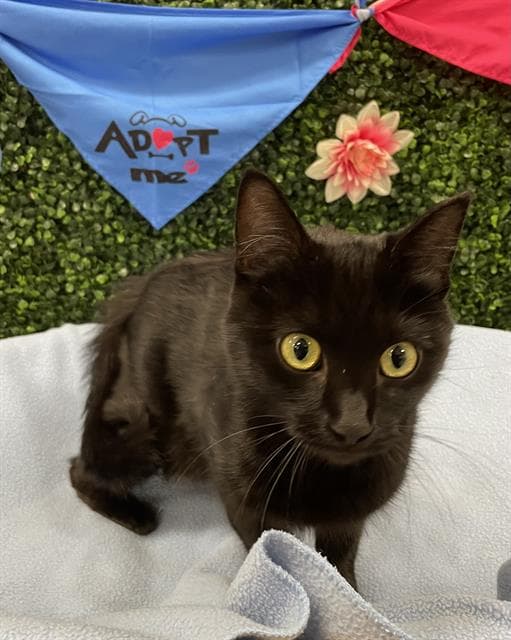 Ezra - Domestic Short Hair