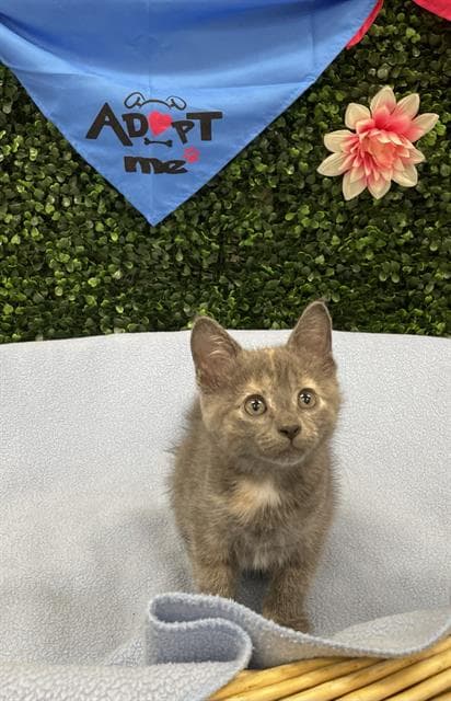 Periwinkle - Domestic Short Hair
