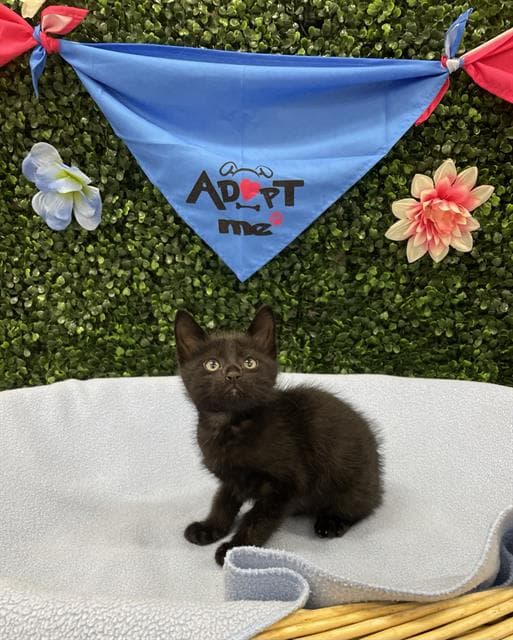 Clank - Domestic Short Hair