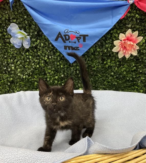 Vidia - Domestic Short Hair