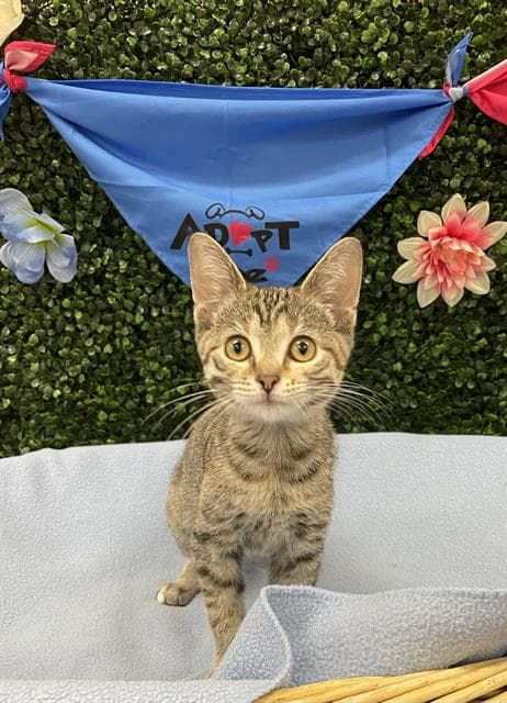 Silvermist - Domestic Short Hair