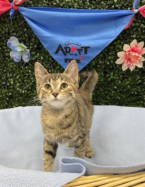 Fawn - Domestic Short Hair