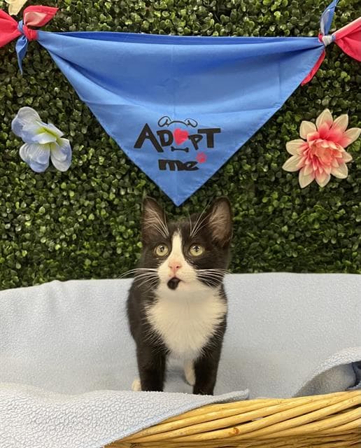 Zarina - Domestic Short Hair