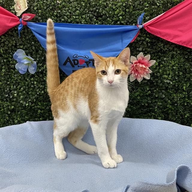 Bobble - Domestic Short Hair