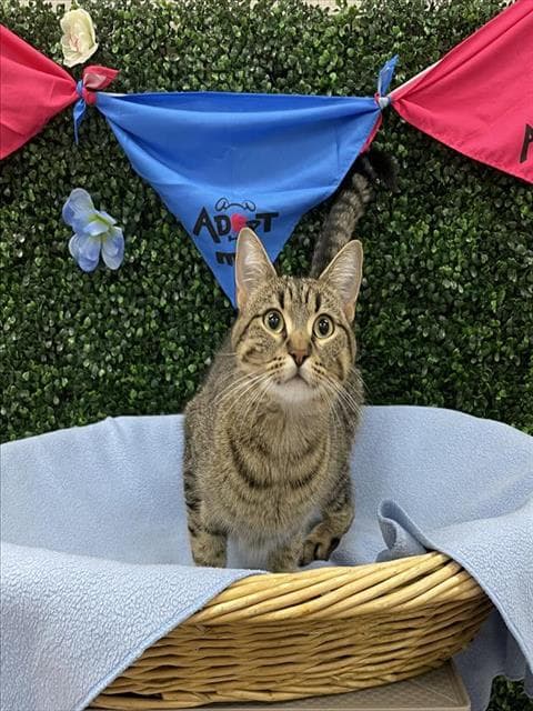 Flax - Domestic Short Hair