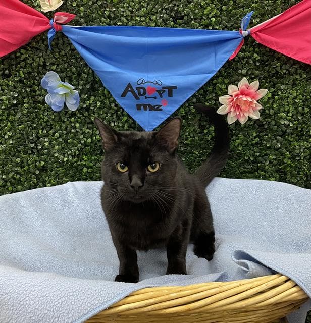 Barley - Domestic Short Hair
