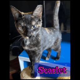 Scarlet image 1