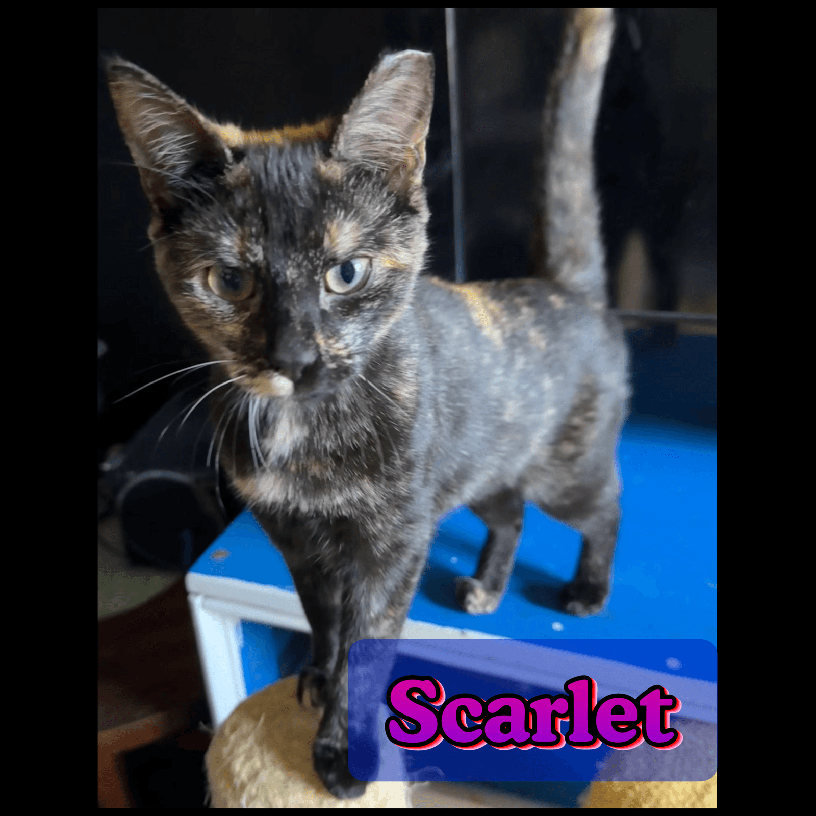 Scarlet - Tortoiseshell