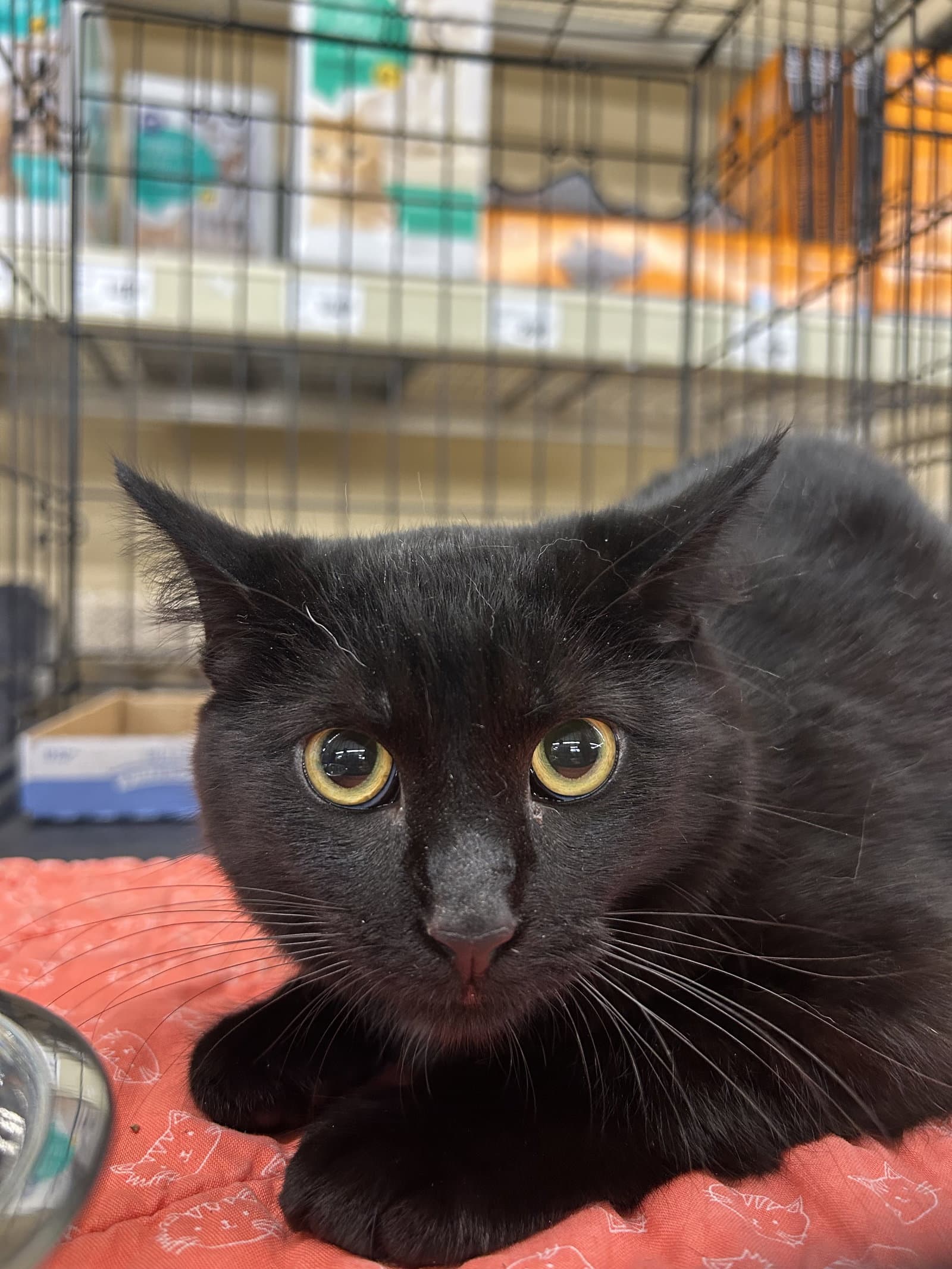 Shadow - Domestic Short Hair
