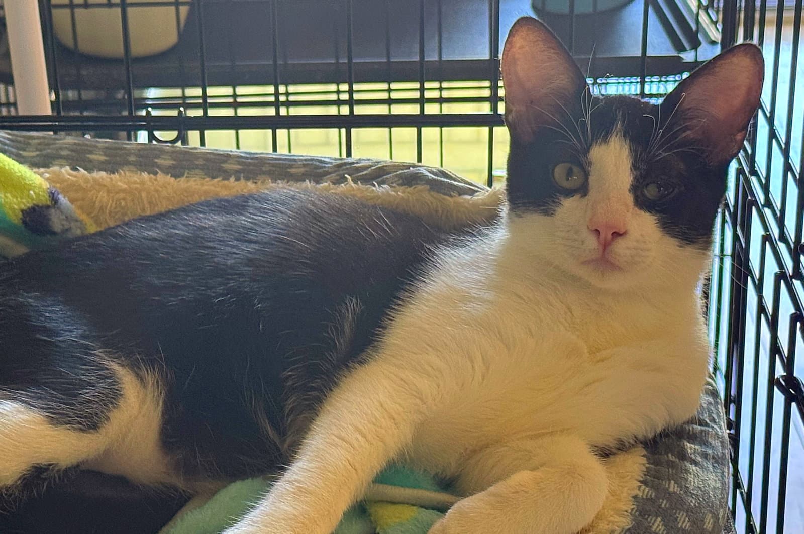 Simba - Domestic Short Hair