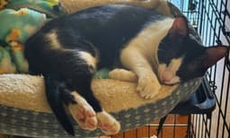 Simba image 2