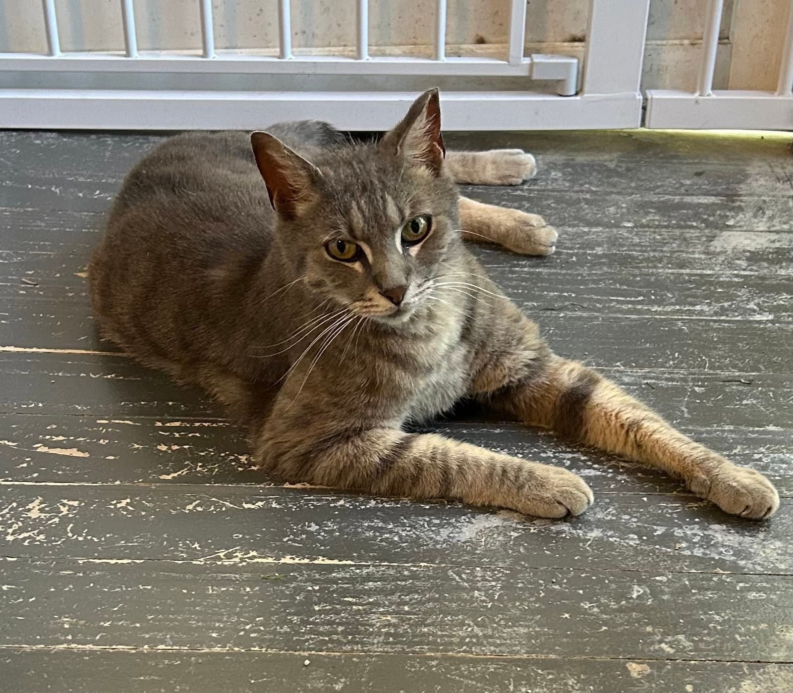 Rolphy - Tabby