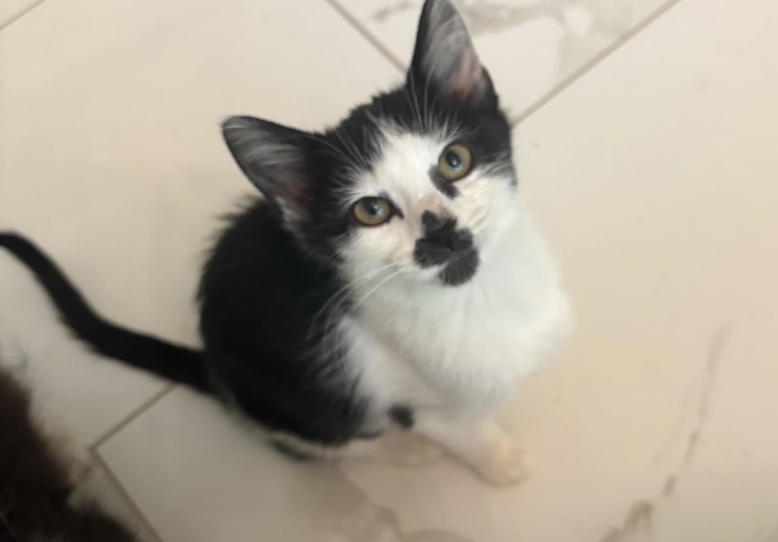 Mary Kay - Domestic Short Hair