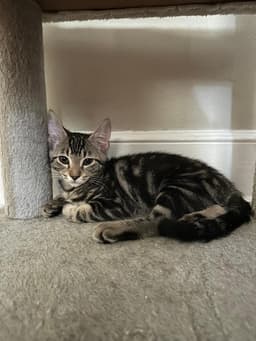 Rizzo image 1