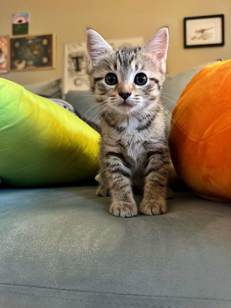 Matza - Domestic Short Hair
