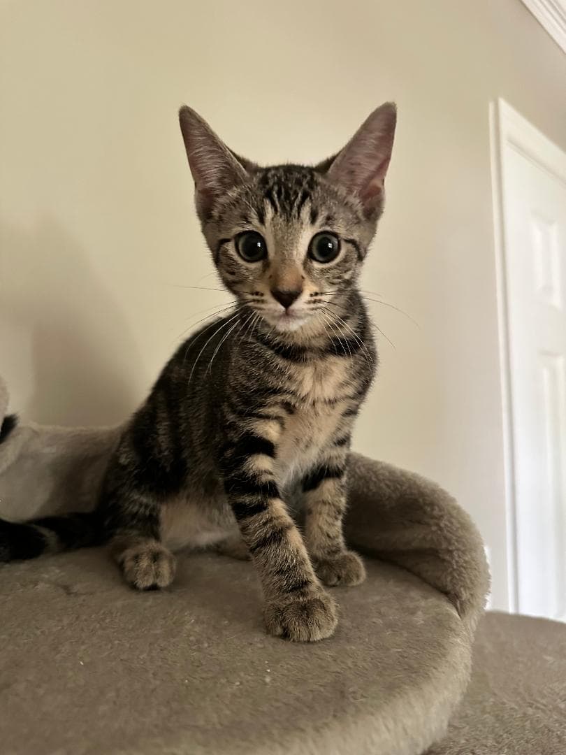 Mezza - Domestic Short Hair