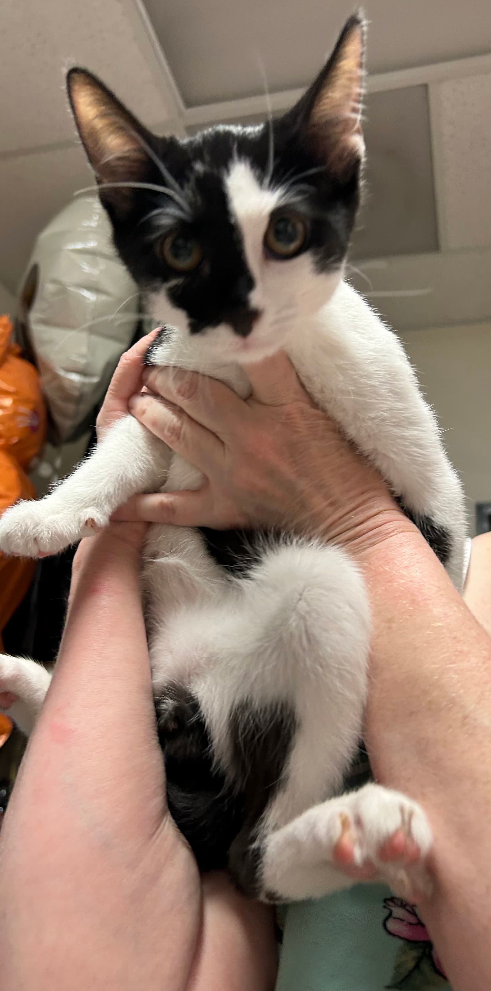 Crowley - Domestic Short Hair