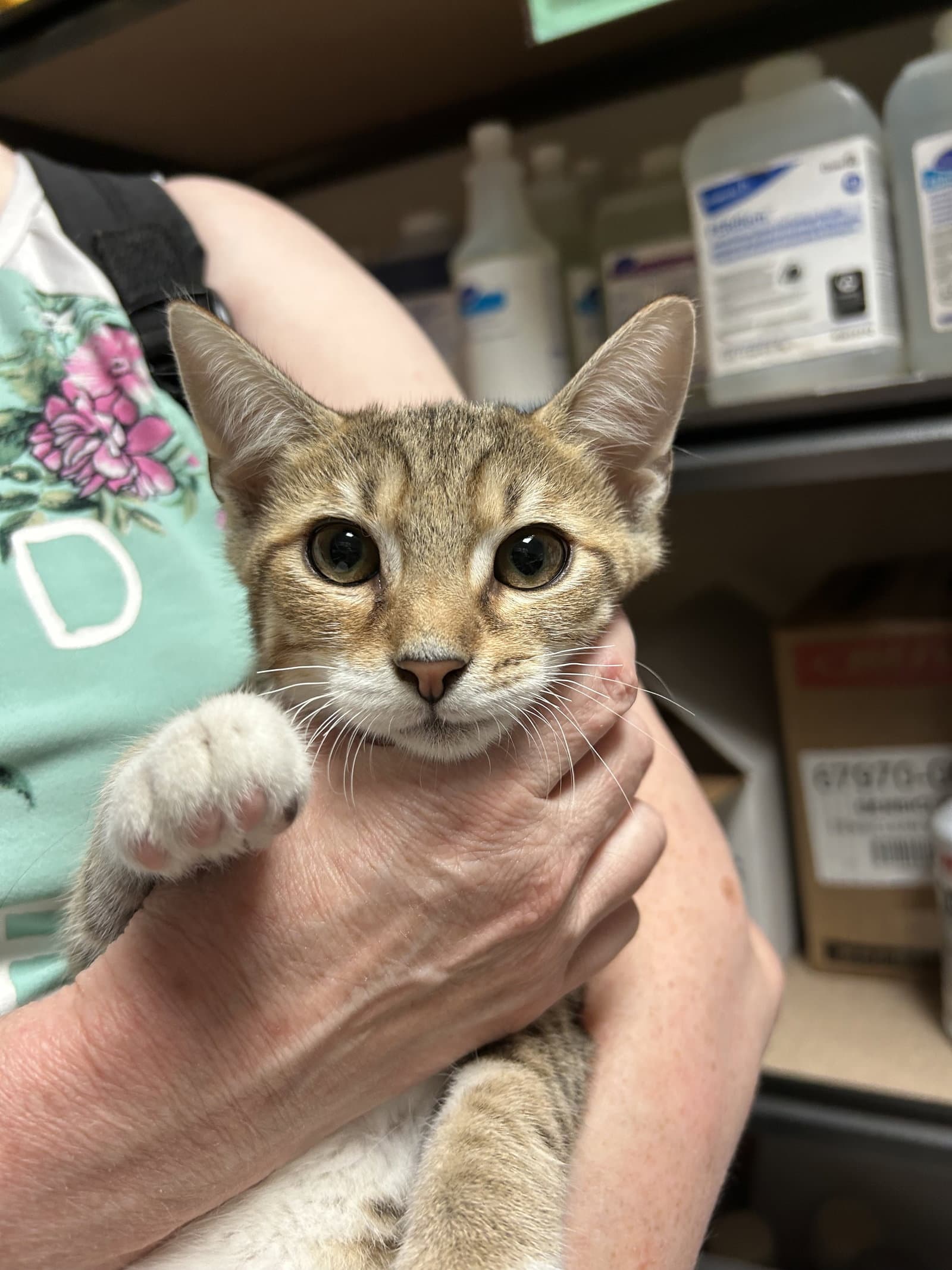 Pier - Domestic Short Hair