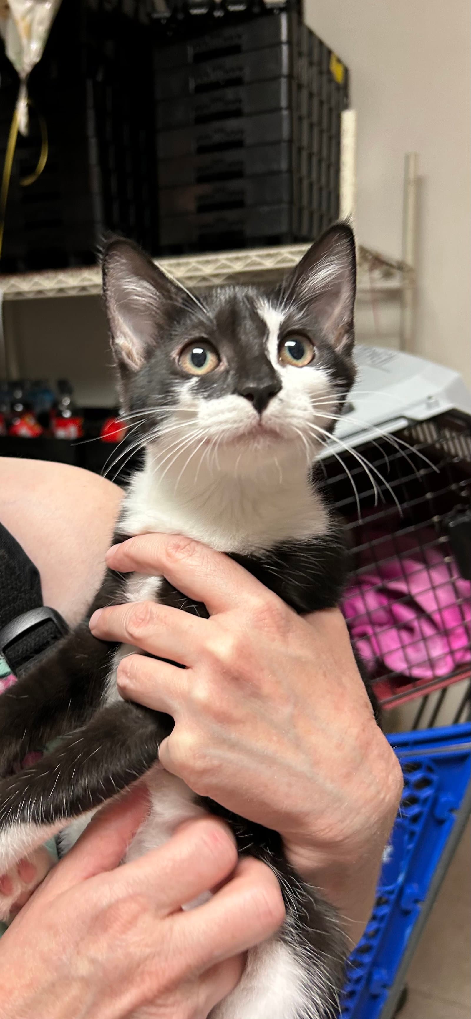 Chella - Domestic Short Hair