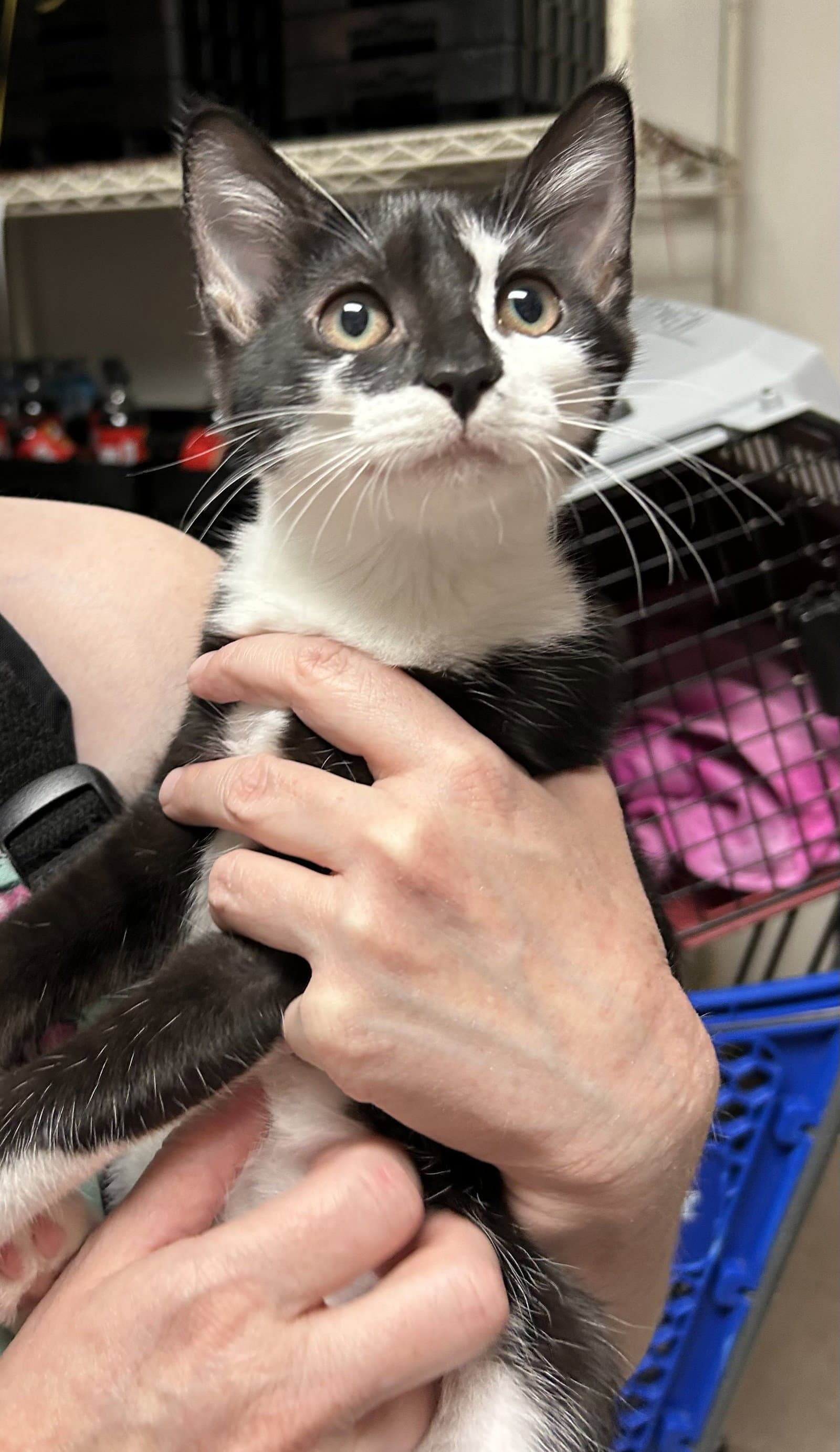Chella - Domestic Short Hair