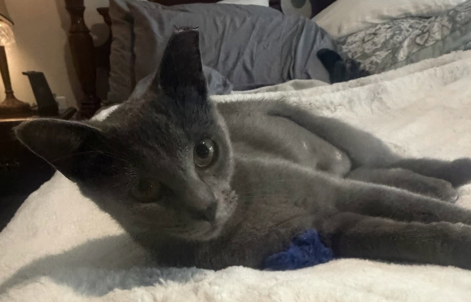 Gracen - Russian Blue