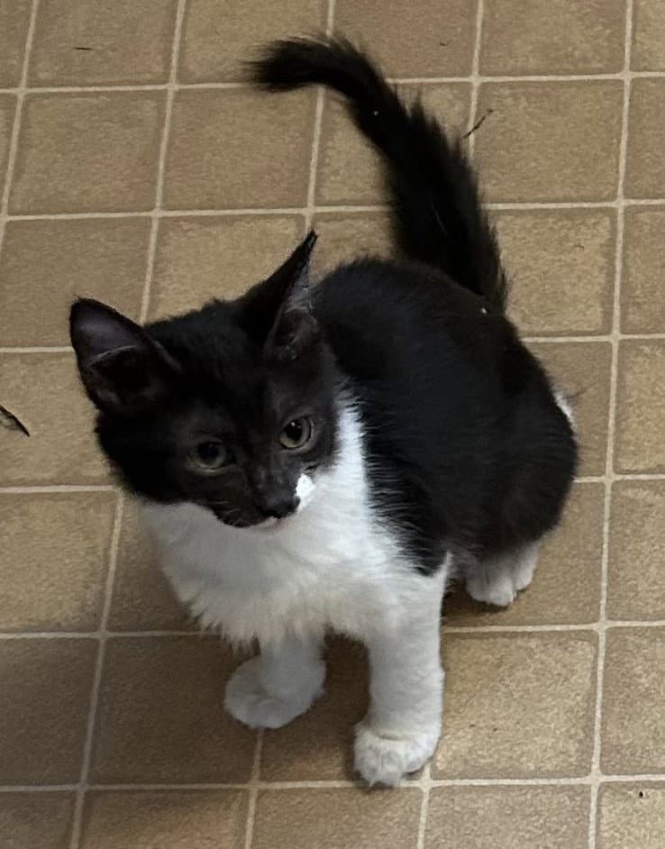 Gilly - Domestic Medium Hair