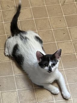 Ayla image 1
