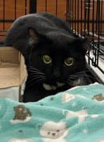 Marlena - Tuxedo