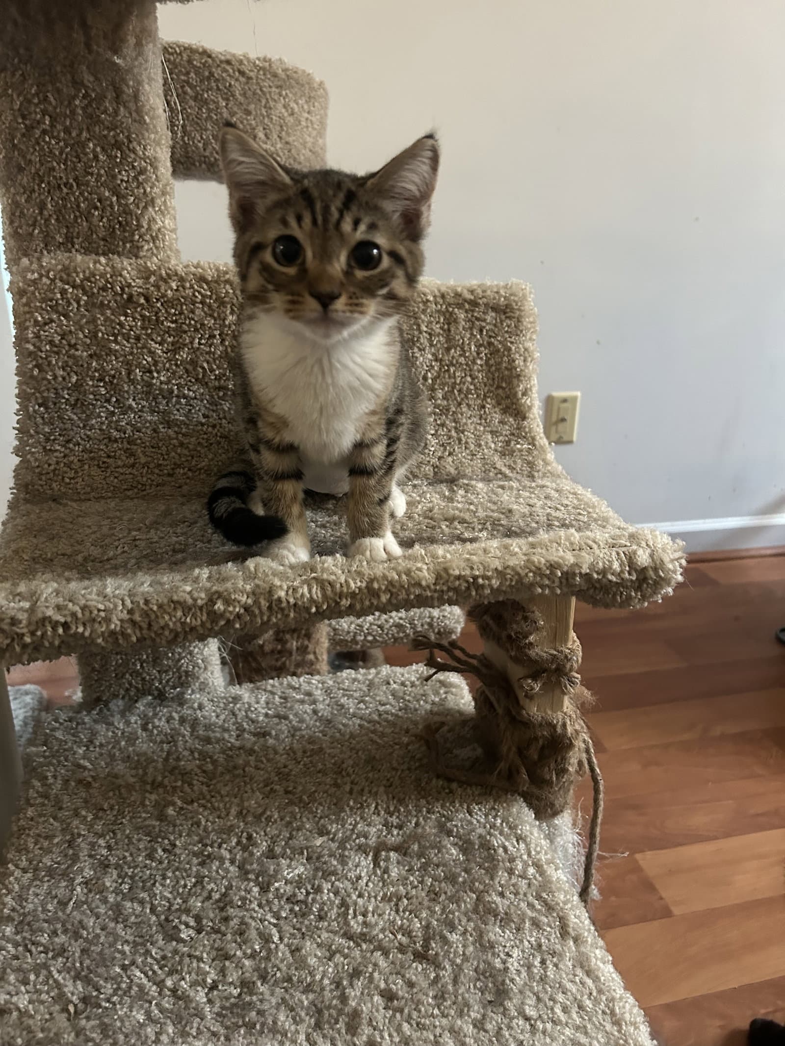 Lana - Tabby