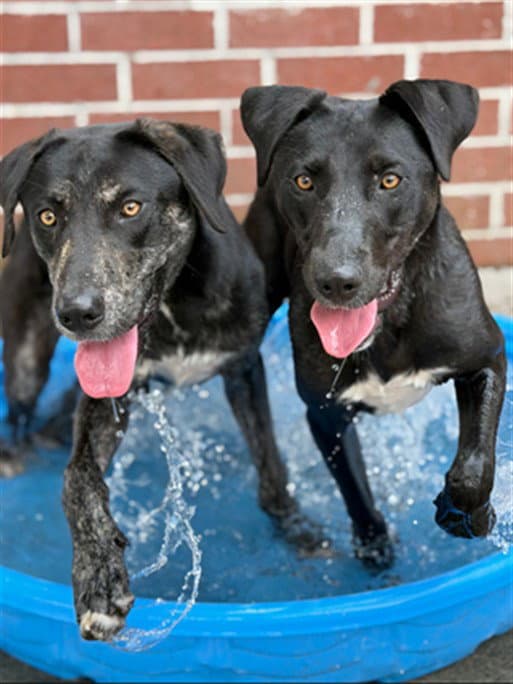 Unknown - Labrador Retriever