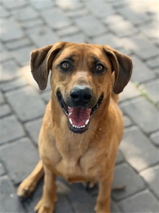 Unknown - Black Mouth Cur