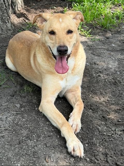 Lacey - Labrador Retriever