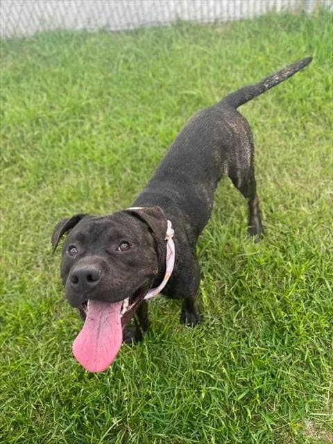 Bear - Pit Bull Terrier
