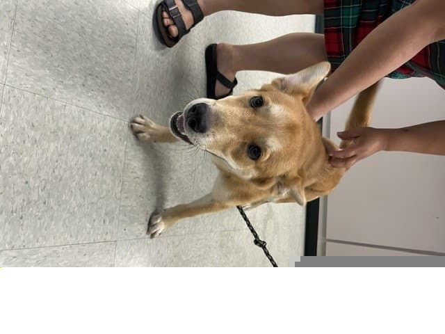 Unknown - Carolina Dog