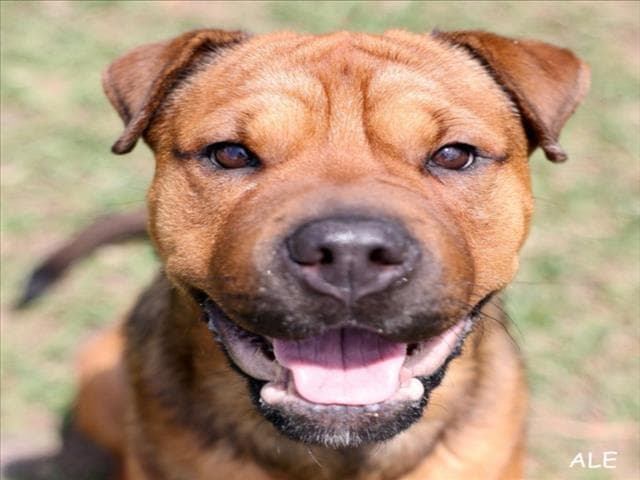 Unknown - Chinese Shar-Pei