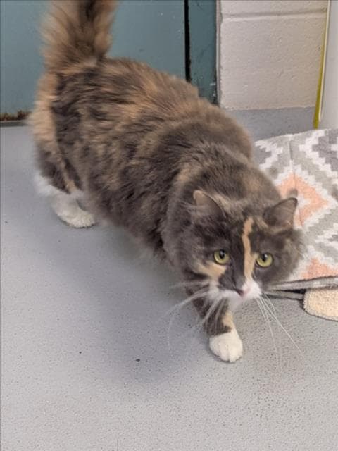 Unknown - Domestic Long Hair